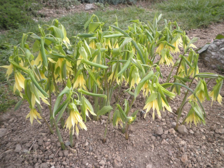 Uvularia grandiflora